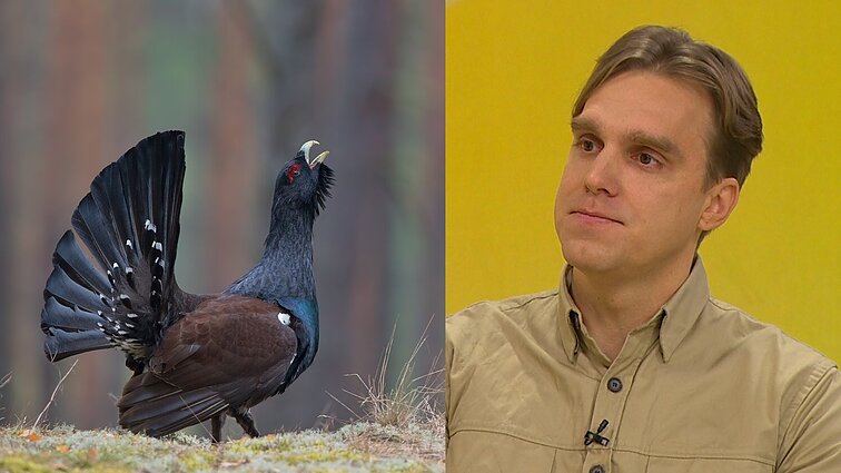 Karlonas apie vieną rečiausių Lietuvos paukščių: steigiami poligonai rūšį paveiks neigiamai