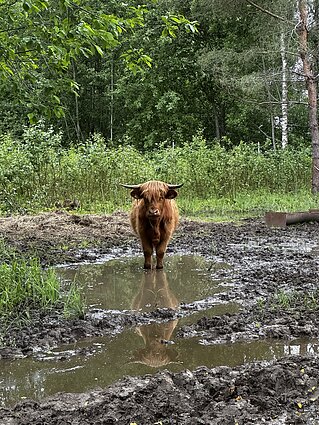 Nojaus šeimos ūkyje Nojaus šeimos ūkyje