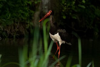 Juodasis gandras Juodasis gandras