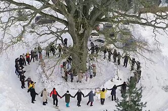 Laukių ąžuolas Laukių ąžuolas