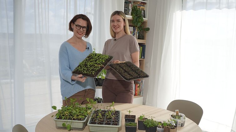Artėjant pavasariui, prasideda sėjos sezonas: kaip sutaupyti daiginant augalus namie?