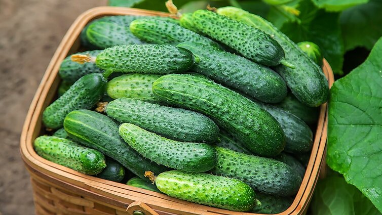 Šiltnamiuose prasidėjo agurkų skynimas: šią žiemą tai kainavo 2,5 karto brangiau