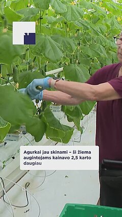Šiltnamiuose įsibėgėja agurkų skynimas