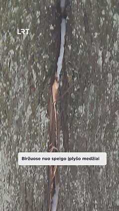 Biržuose įplyšta medžiai