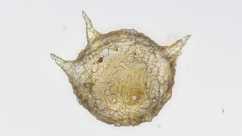 Ameba, asociatyvi nuotr. Ameba, asociatyvi nuotr.
