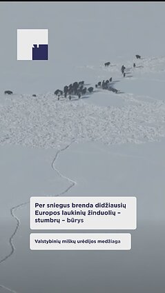 Išvyskite – pastebėtas įspūdingas stumbrų būrys!