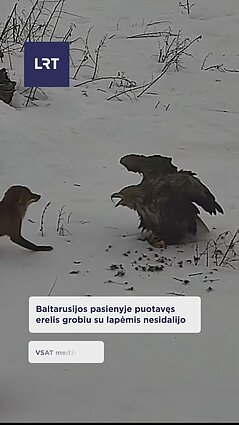 Netikėta erelio ir lapės kova!