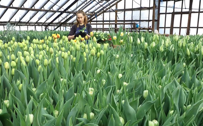 Radviliškio šiltnamiuose – pirmieji pavasario ženklai