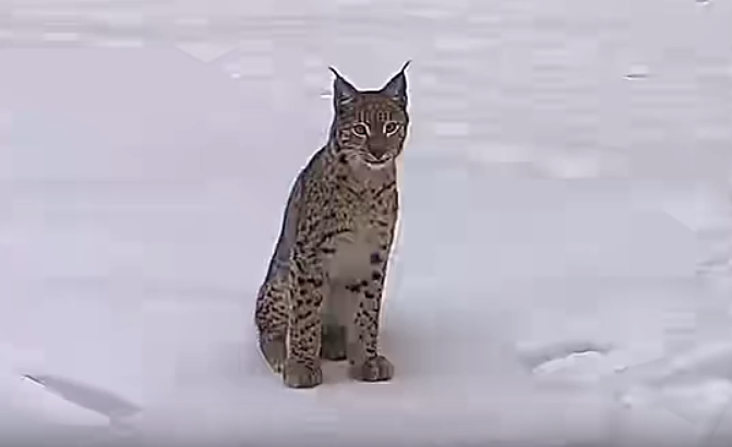 Lūšis Paliepio kaime netoli Kapčiamiesčio