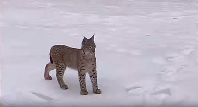 Lūšis Paliepio kaime netoli Kapčiamiesčio