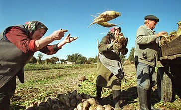 Беларусь. Сельское хозяйство (Ассоциативное фото)