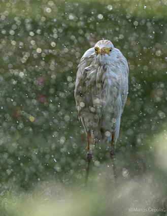 Ibis Ibis