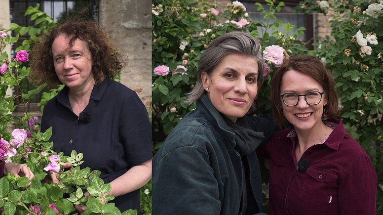 Rožės, kurias augino karaliai, gali augti ir jūsų kieme: svarbiausia – teisingai pasodinti