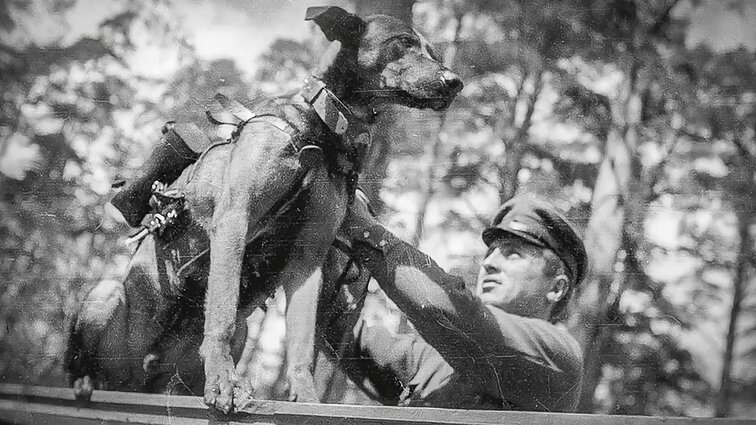 Tamsesnė žmogaus santykių su gyvūnais pusė: šunis naudodavo ir kare kaip sprogmenis