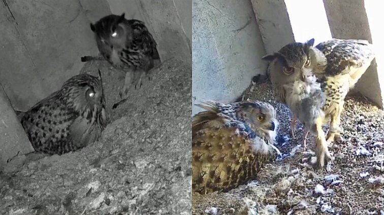 Po nelaimės pernai – džiugi žinia: Šiaulių balkone gyvenantys apuokai susilaukė jauniklių