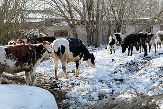Iš ūkininko M. Diliauto ūkio išvežtos 33 karvės ir telyčios