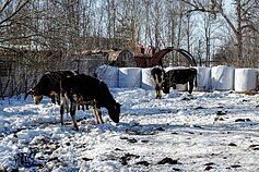 Iš ūkininko M. Diliauto ūkio išvežtos 33 karvės ir telyčios