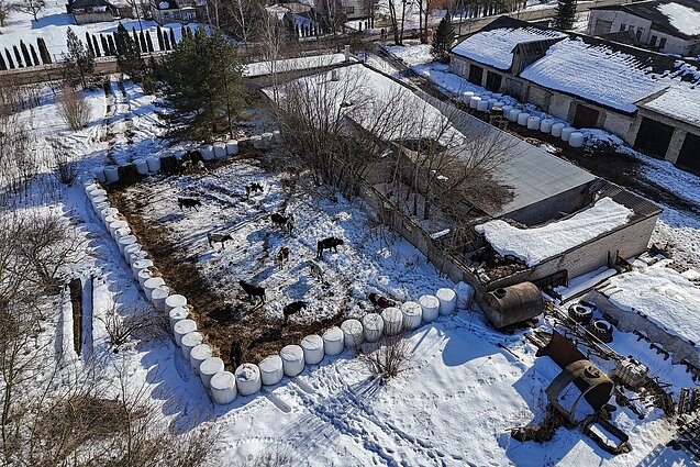 Iš ūkininko M. Diliauto ūkio išvežtos 33 karvės ir telyčios