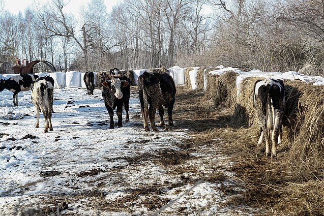 Iš ūkininko M. Diliauto ūkio išvežtos 33 karvės ir telyčios