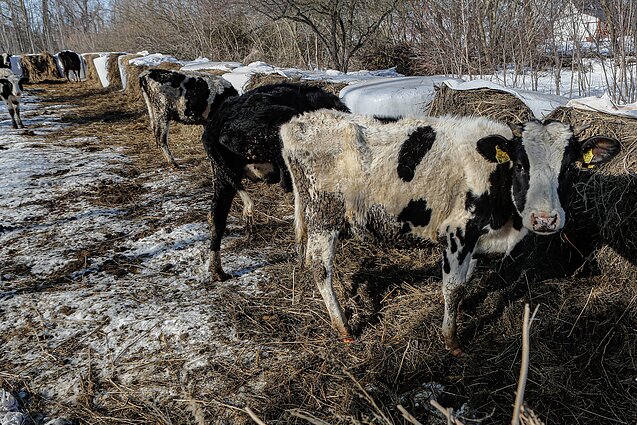 Iš ūkininko M. Diliauto ūkio išvežtos 33 karvės ir telyčios