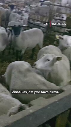 Bliaunančios avys liudija pavasarį