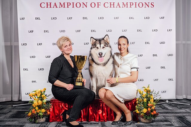 Dantė – nuolatinis įvairių parodų čempionas Dantė – nuolatinis įvairių parodų čempionas
