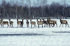 Elnių ūkyje aptiktos krūvos gaišenų 