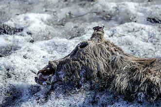 Elnių ūkyje aptiktos krūvos gaišenų 