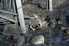 Elnių ūkyje aptiktos krūvos gaišenų 