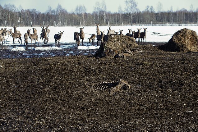 Elnių ūkyje aptiktos krūvos gaišenų 