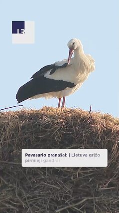 Šiaulių rajone pastebėti pirmieji gandrai!