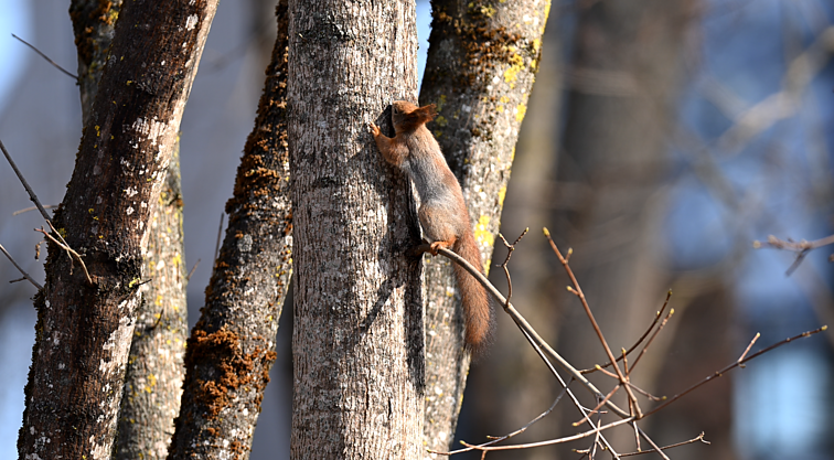 Selemonas Paltanavičius užfiksavo sula besimėgaujančią voverę