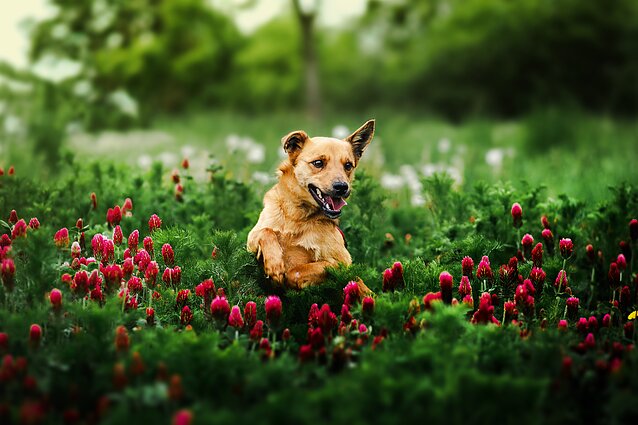 Prieglaudos šunų fotosesija Prieglaudos šunų fotosesija