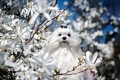 Veislinių šunų fotosesija Veislinių šunų fotosesija
