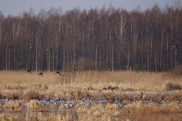 Ančių knibždėlynas 