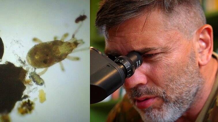 Čepulis tikina, jog ne visos erkės pavojingos: eidami grybauti, einate per milijardus jų