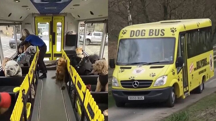 Į parką – geltonu autobusu: Anglijoje šunims siūloma vietinių dėmesį traukianti paslauga