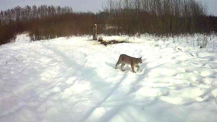 Lūšių gyvenimą stebintis vilnietis: jų elgesys primena kates, tik sveria 40 kg