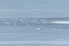 Incidentas Varėnos rajone: įtariama, kad sprogo įskridęs dronas