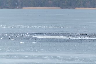 Incidentas Varėnos rajone: įtariama, kad sprogo įskridęs dronas