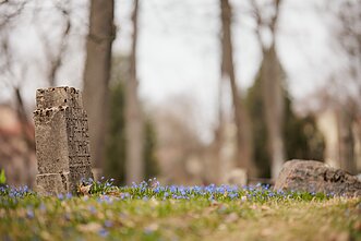 Istorinėse sostinės Bernardinų kapinėse jau pražydo pirmosios scylės Istorinėse sostinės Bernardinų kapinėse jau pražydo pirmosios scylės