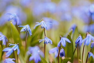 Istorinėse sostinės Bernardinų kapinėse jau pražydo pirmosios scylės Istorinėse sostinės Bernardinų kapinėse jau pražydo pirmosios scylės
