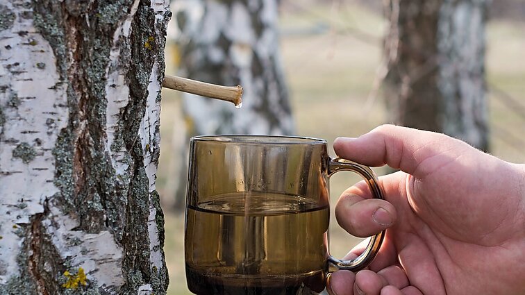 Jau galima mėgautis beržų sula: primena vėliau medyje išgręžtą skylę užkimšti