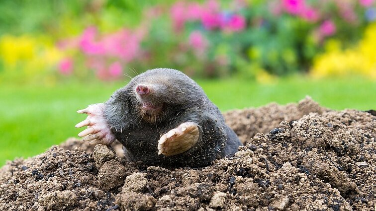 Sodininkų priešas ar draugas: kol kurmius keikia, jie naikina nepageidaujamus gyvius