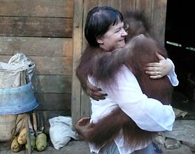 D. Ibelhauptaitės apsilankymas Borneo džiunglėse pas B. Galdikas D. Ibelhauptaitės apsilankymas Borneo džiunglėse pas B. Galdikas