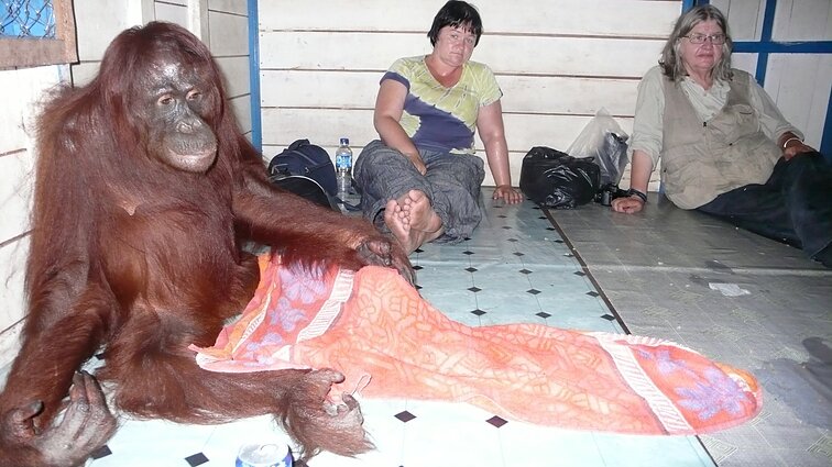 D. Ibelhauptaitės apsilankymas Borneo džiunglėse pas B. Galdikas D. Ibelhauptaitės apsilankymas Borneo džiunglėse pas B. Galdikas