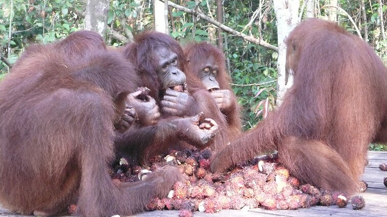 D. Ibelhauptaitės apsilankymas Borneo džiunglėse pas B. Galdikas D. Ibelhauptaitės apsilankymas Borneo džiunglėse pas B. Galdikas