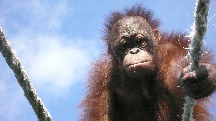 D. Ibelhauptaitės apsilankymas Borneo džiunglėse pas B. Galdikas D. Ibelhauptaitės apsilankymas Borneo džiunglėse pas B. Galdikas