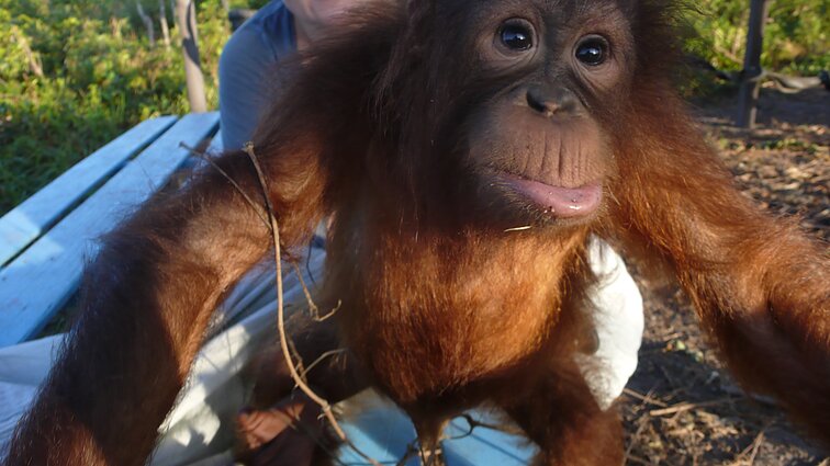 D. Ibelhauptaitės apsilankymas Borneo džiunglėse pas B. Galdikas D. Ibelhauptaitės apsilankymas Borneo džiunglėse pas B. Galdikas