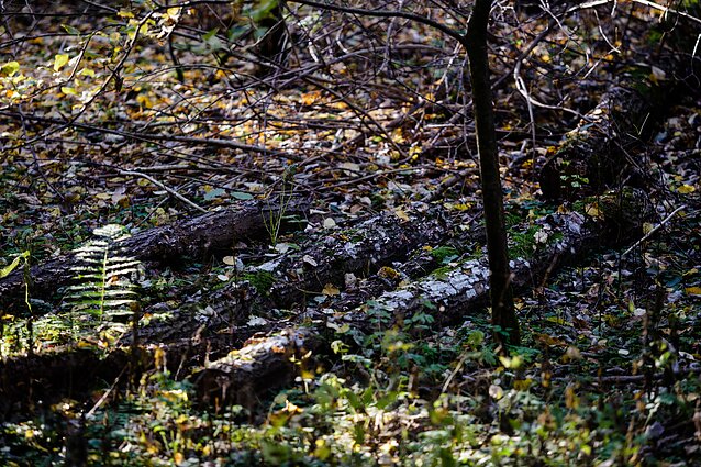 Draustinis